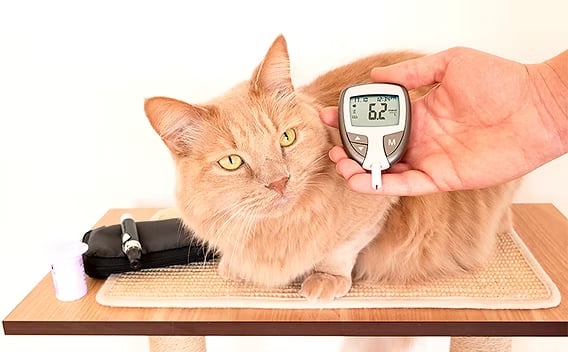 controle de diabetes em sao jose dos campos