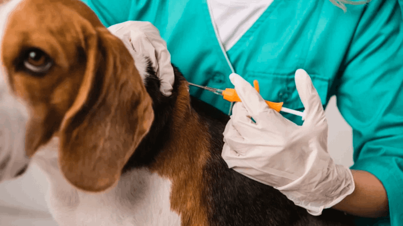 implantação de microchip em sao jose dos campos