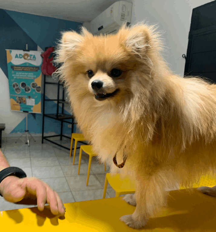 clinica veterinaria 24h - ajudando seu pet